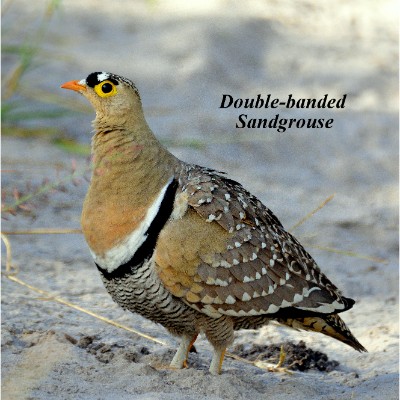 Double-banded Sandgrouse